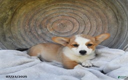 Welsh Corgi Pembroke dogs for sale: Rose - Image 19