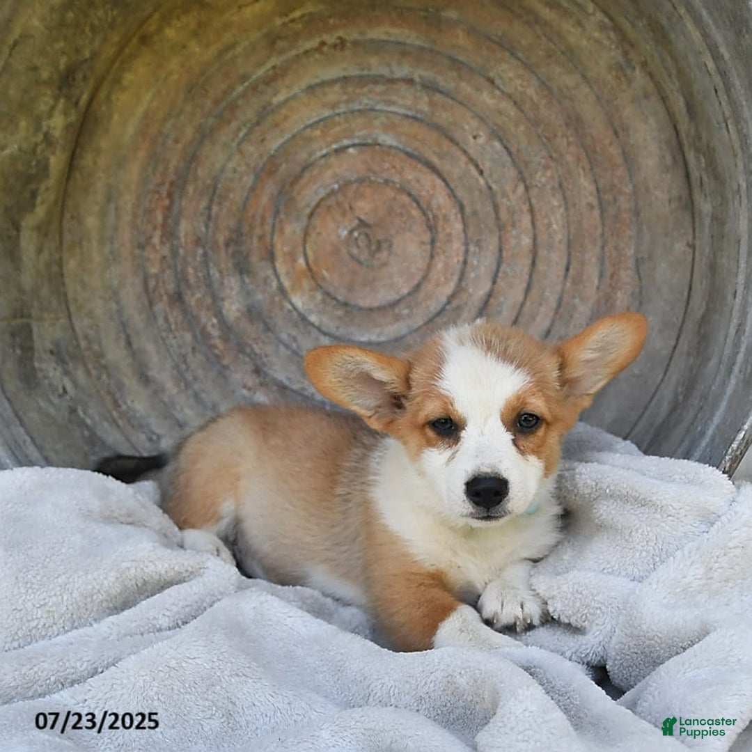Welsh Corgi Pembroke dogs for sale: Rose - Image 19