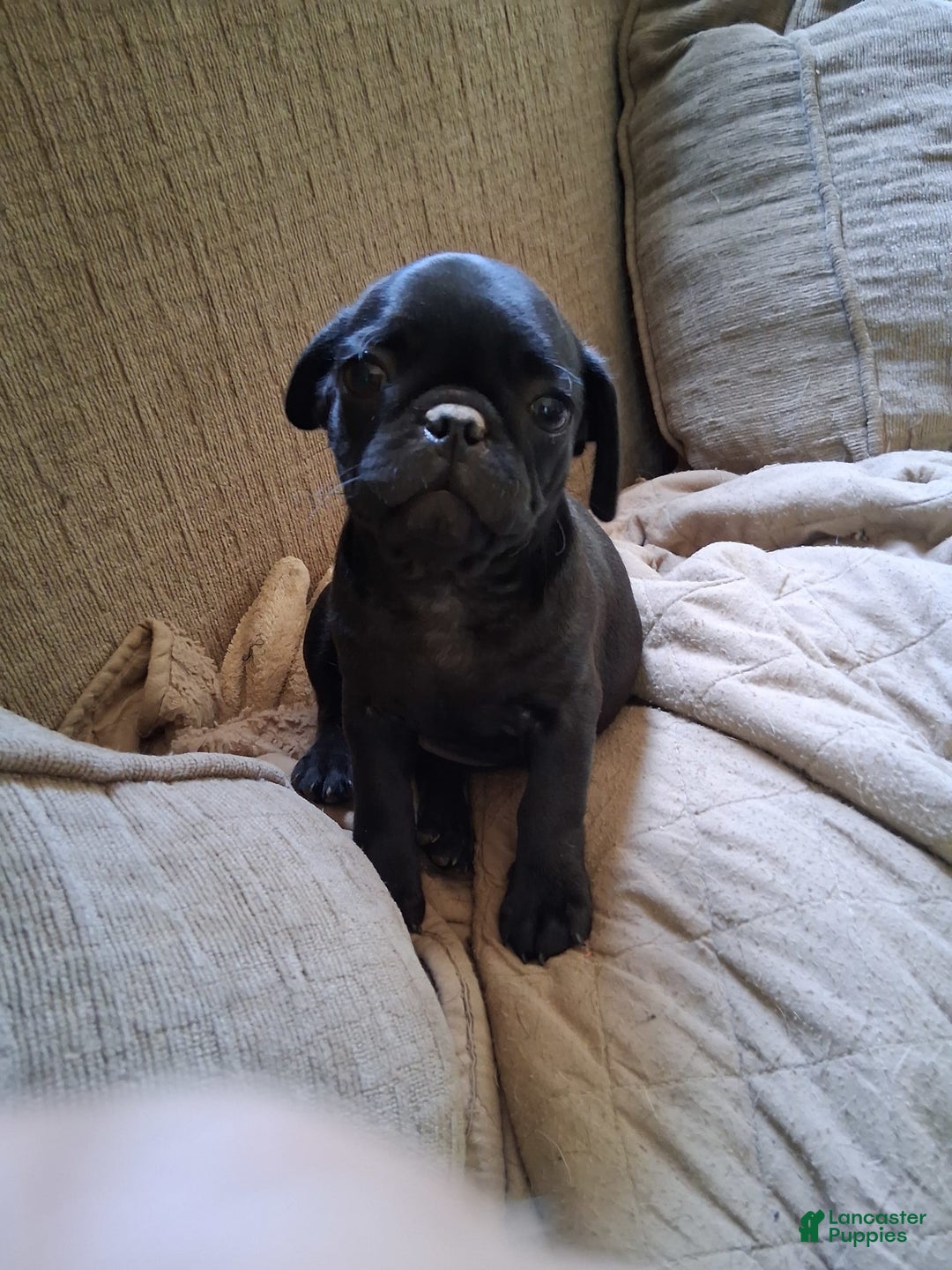 Pug dogs for sale: Molly - Image 1