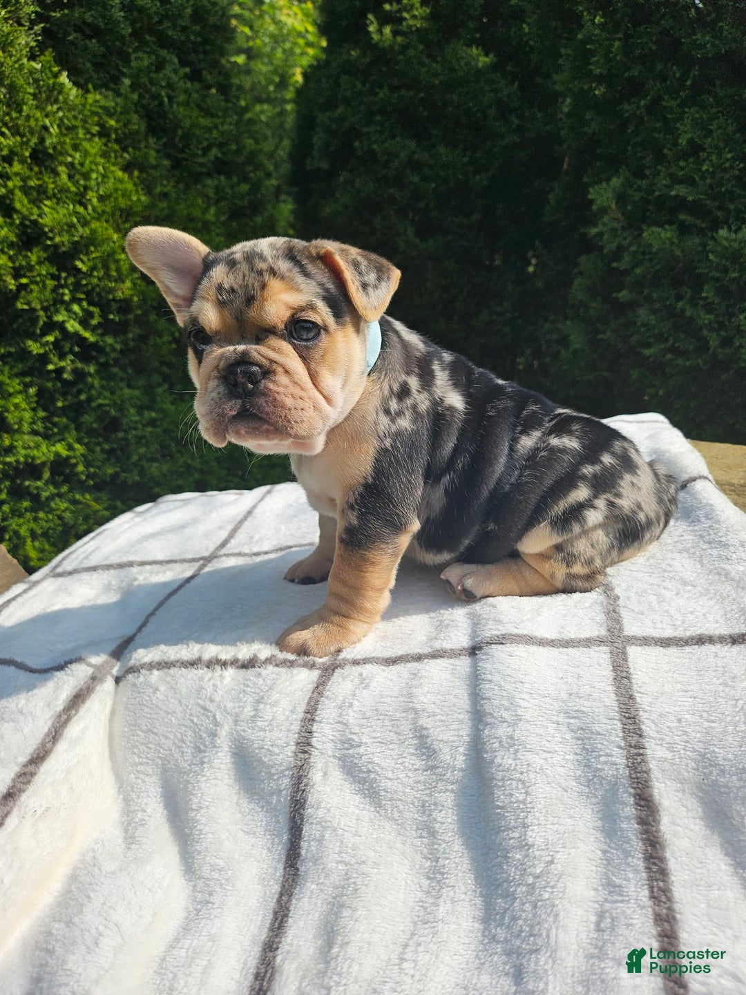 English Bulldog dogs for sale: Daisy - Image 4