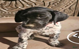 German Shorthaired Pointer dogs for sale: German Shorthaired Pointer 5 puppies - Image 4