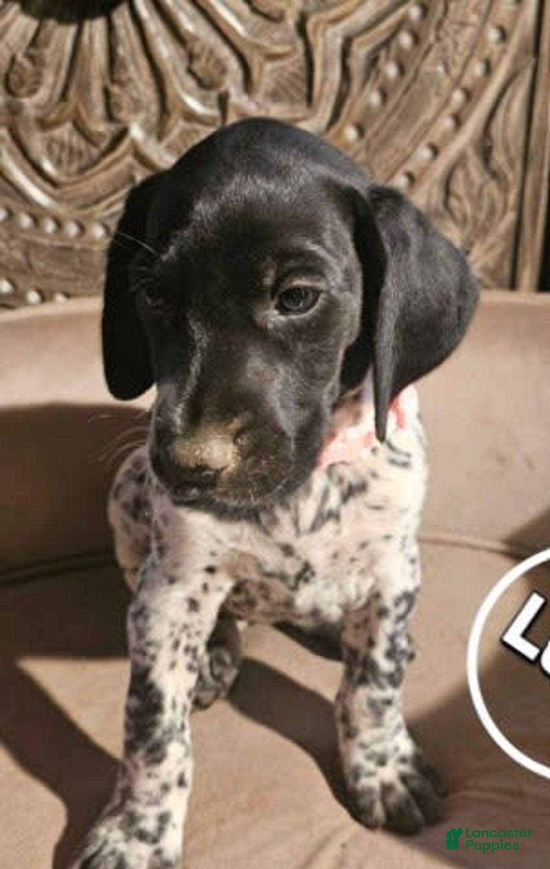 German Shorthaired Pointer dogs for sale: German Shorthaired Pointer 5 puppies - Image 4