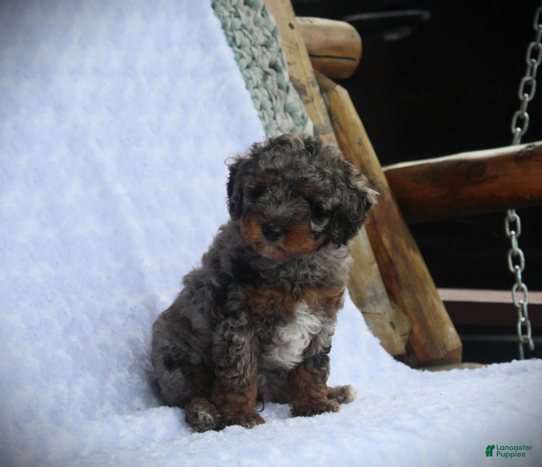 Miniature Poodle dogs for sale: Dirk - Image 5