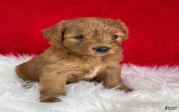Mini Goldendoodle dogs for sale: Sherry - Image 2