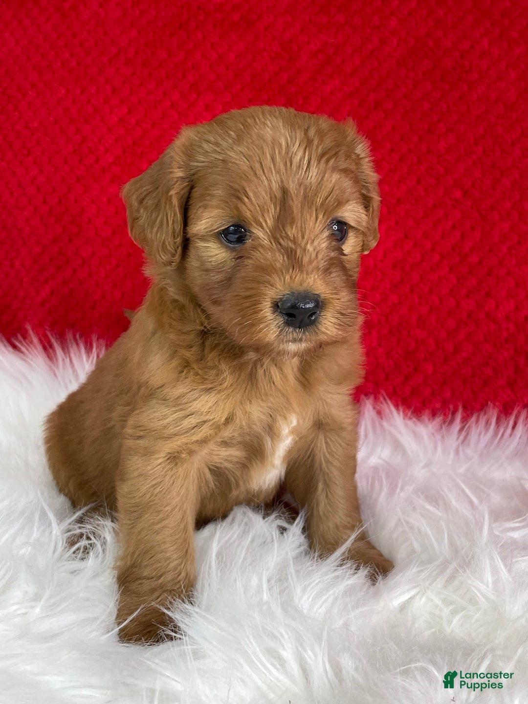 Mini Goldendoodle dogs for sale: Sherry - Image 2