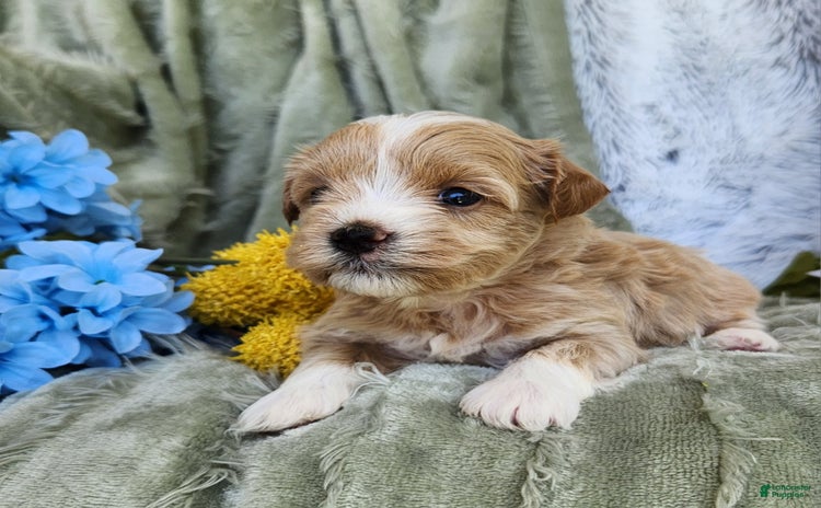 Shihpoo dogs for sale - Ad 3