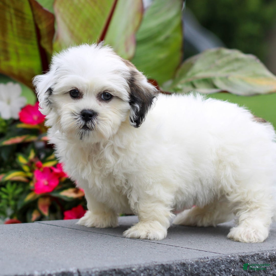 Teddy Bear dogs for sale: Pansie - Image 2