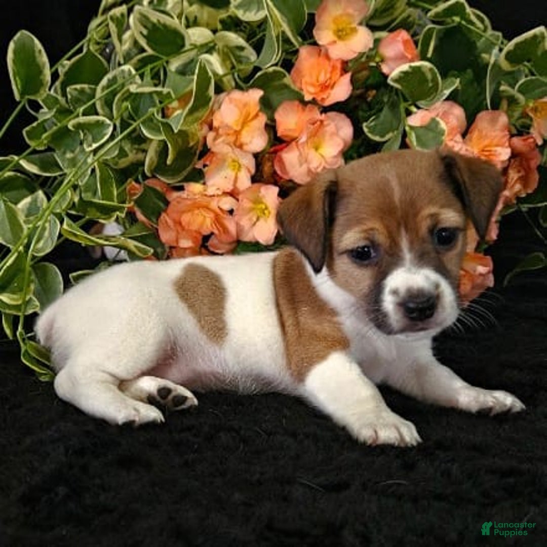 Jack Russell Terrier dogs for sale: Lucy - Image 2
