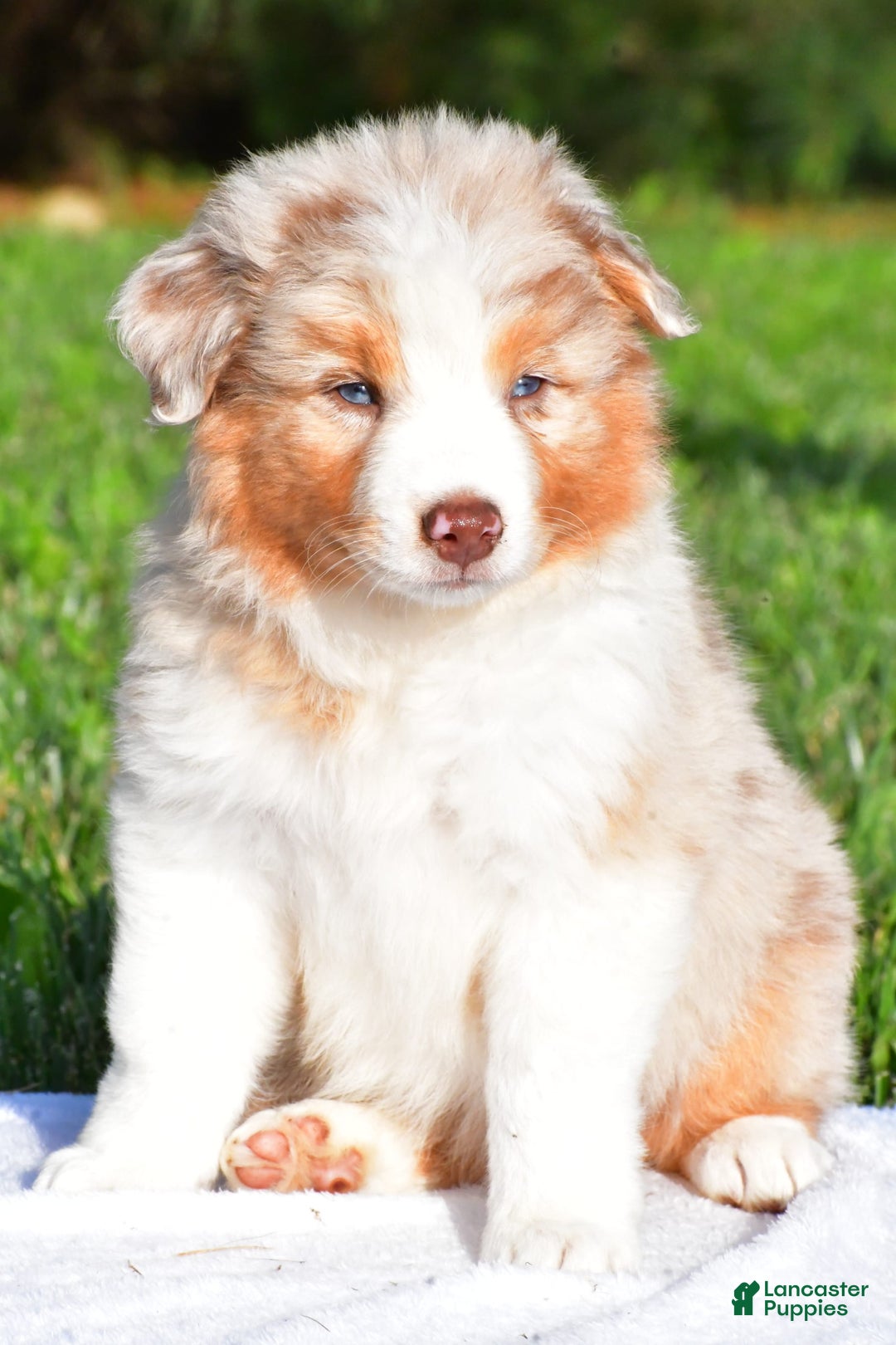 Australian Shepherd dogs for sale: Diesel - Image 3