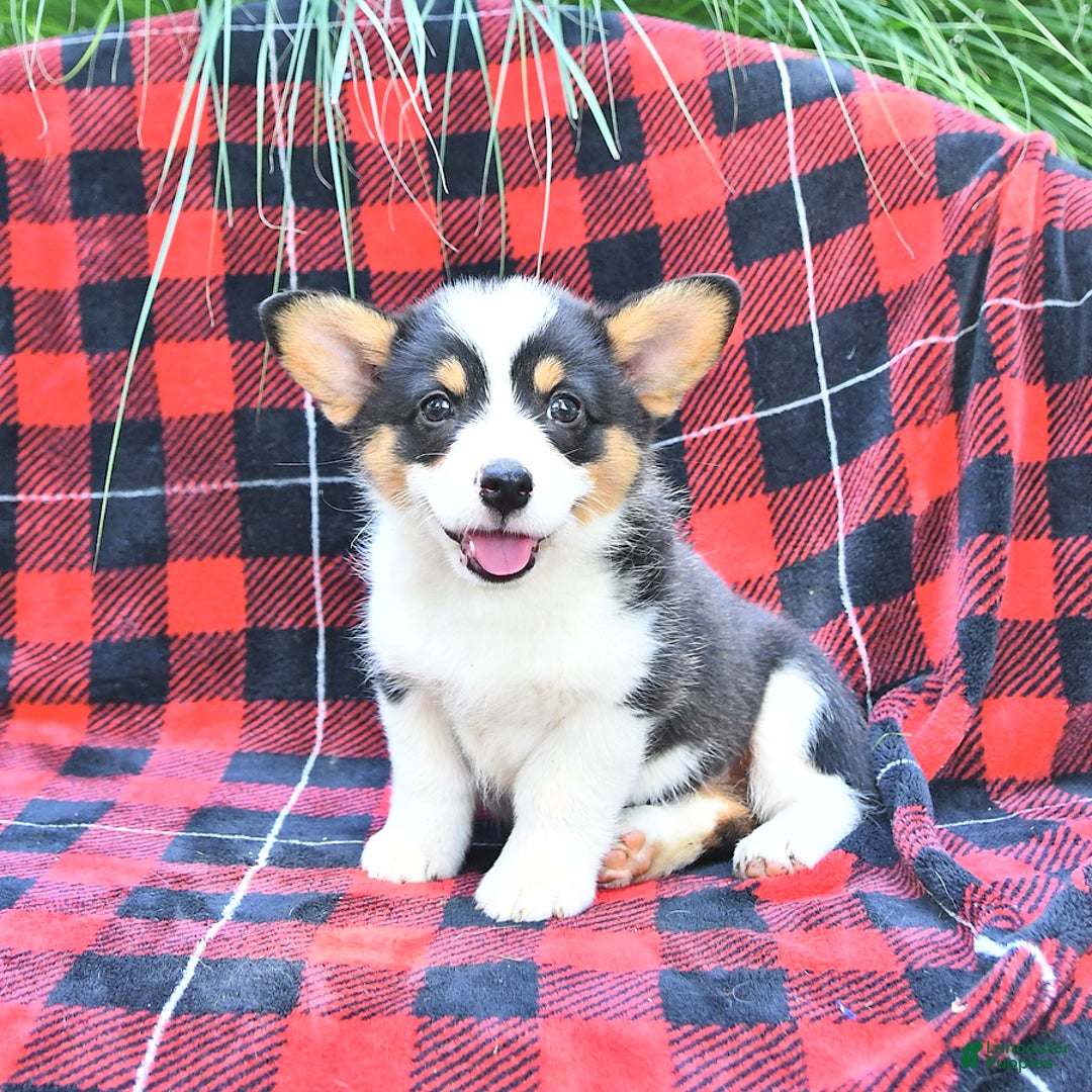 Welsh Corgi Pembroke dogs for sale: Mia - Image 5