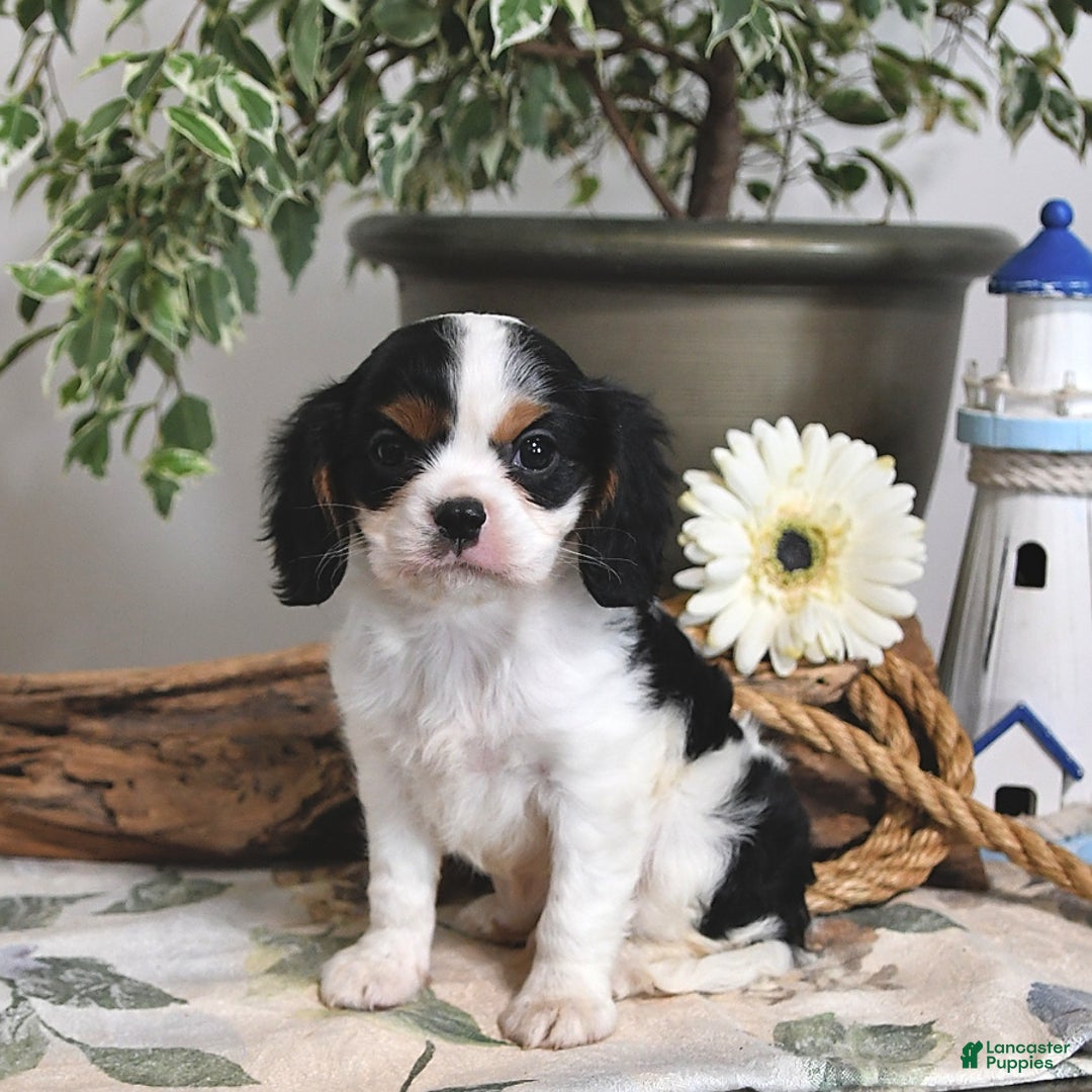 Cavalier King Charles Spaniel dogs for sale: Jace - Image 1