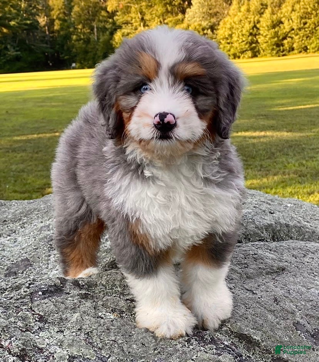 Mini Bernedoodle dogs for sale: 💗 In Boston Massachusetts 💗 Two Blue Eyes 💗 Mini Bernedoodle 💗 - Image 7