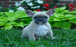 French Bulldog dogs for sale: Jess - Image 1