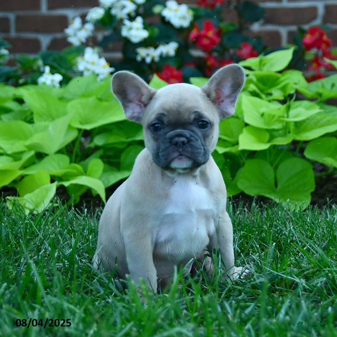 French Bulldog dogs for sale: Jess - Image 1