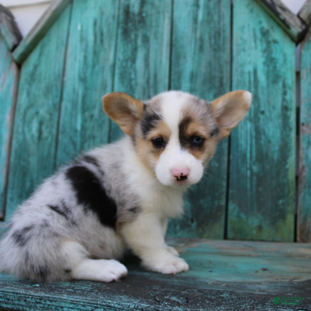 Welsh Corgi Pembroke dogs for sale: Luna - Image 7