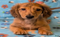 Miniature Dachshund dogs for sale: Ernest - Image 2