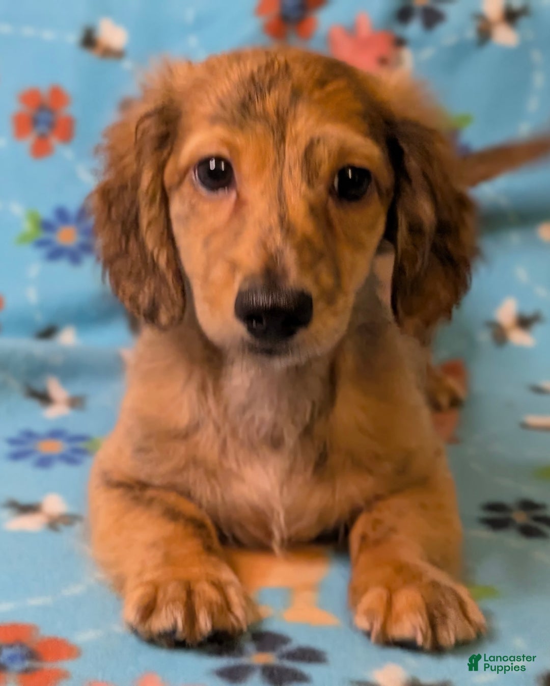 Miniature Dachshund dogs for sale: Ernest - Image 2