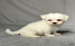 Maltese dogs for sale: Max - Image 4