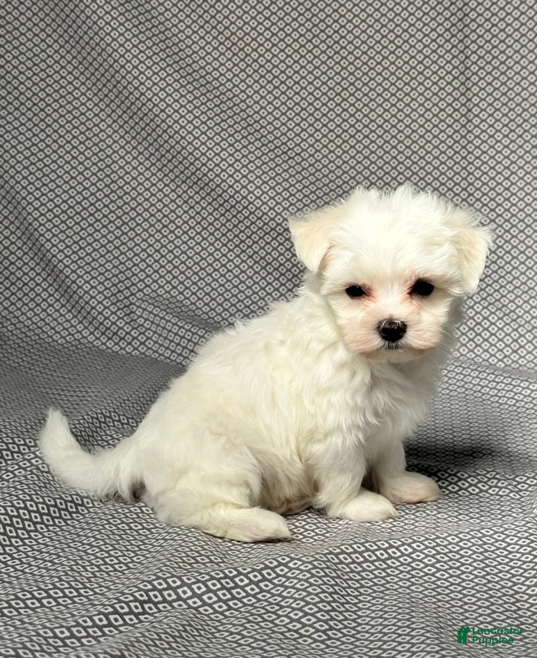 Maltese dogs for sale: Max - Image 4