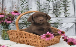 Labrador Retriever dogs for sale: Dixie - Image 4