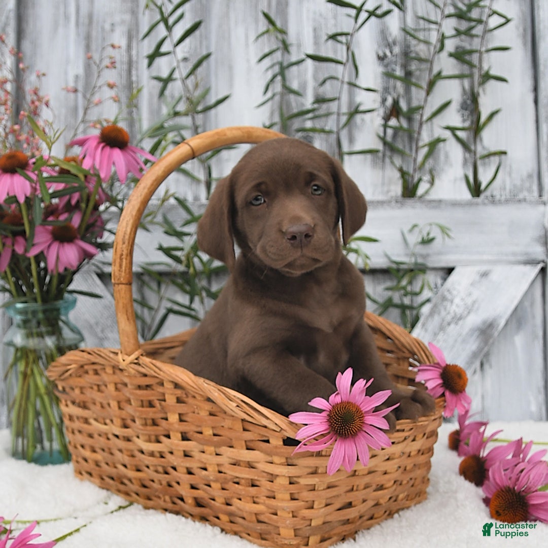 Labrador Retriever dogs for sale: Dixie - Image 4