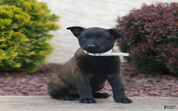 Belgian Malinois dogs for sale: Destiny - Image 2