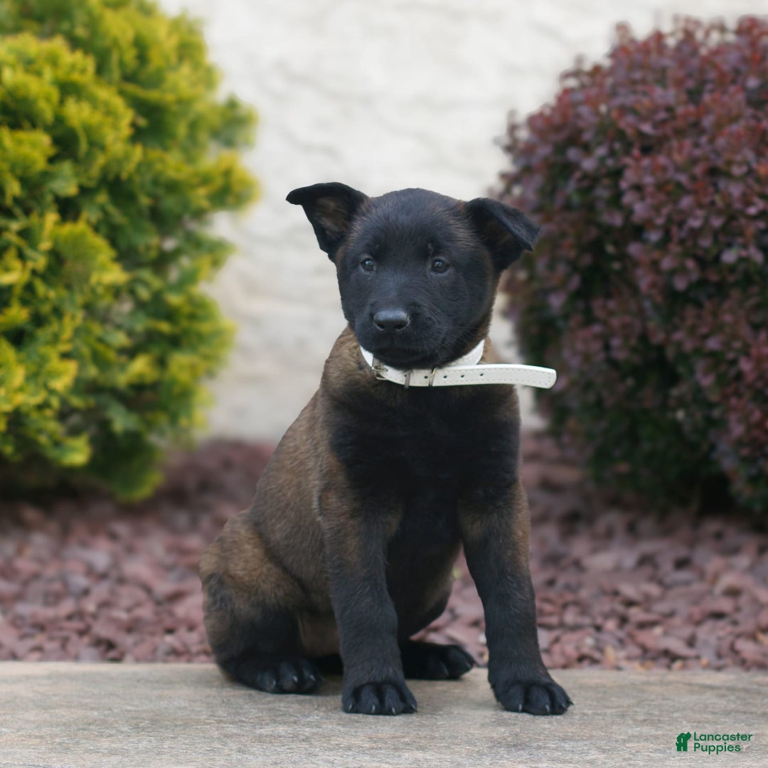 Belgian Malinois dogs for sale: Destiny - Image 2