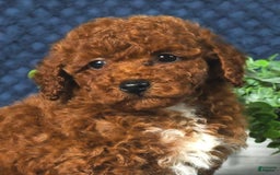 Cavapoo dogs for sale: Finn - Image 11