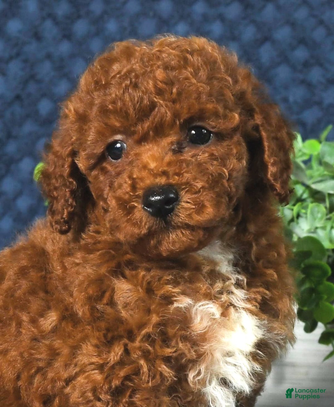 Cavapoo dogs for sale: Finn - Image 11