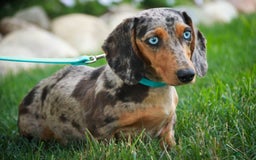 Miniature Dachshund dogs for sale: Forrest - Image 12