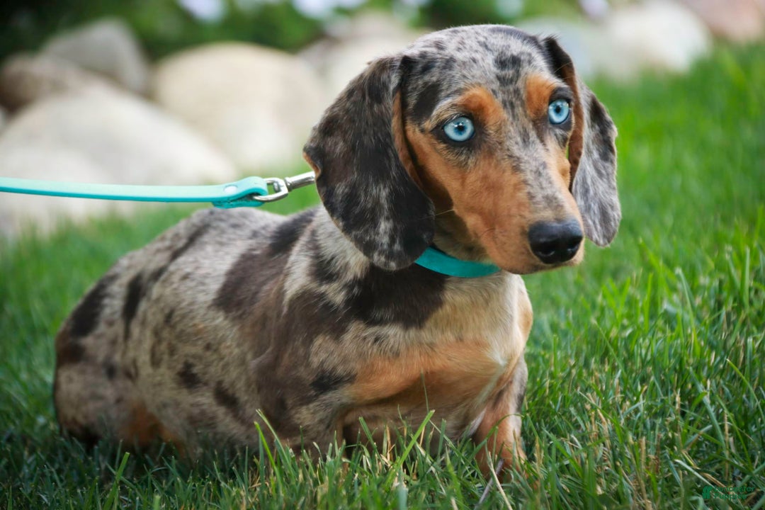 Miniature Dachshund dogs for sale: Forrest - Image 12