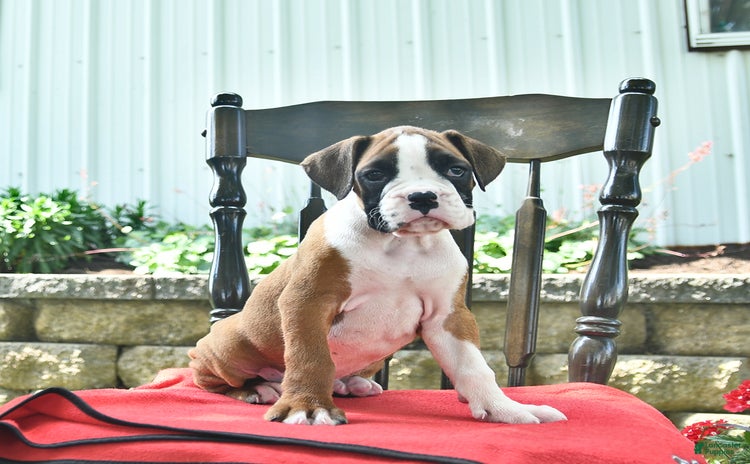 Boxer dogs for sale - Ad 2