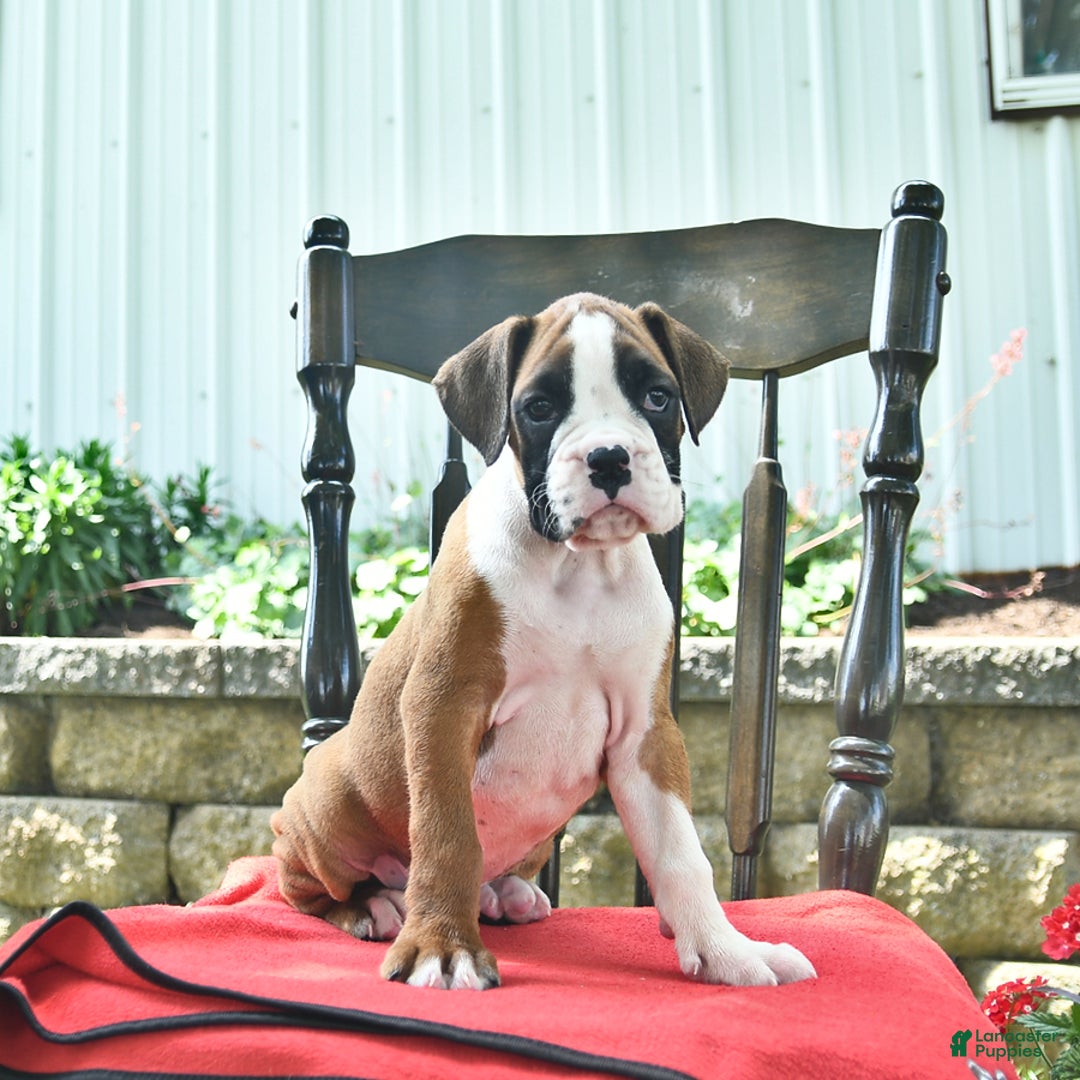 Boxer dogs for sale: Flynn - Image 1