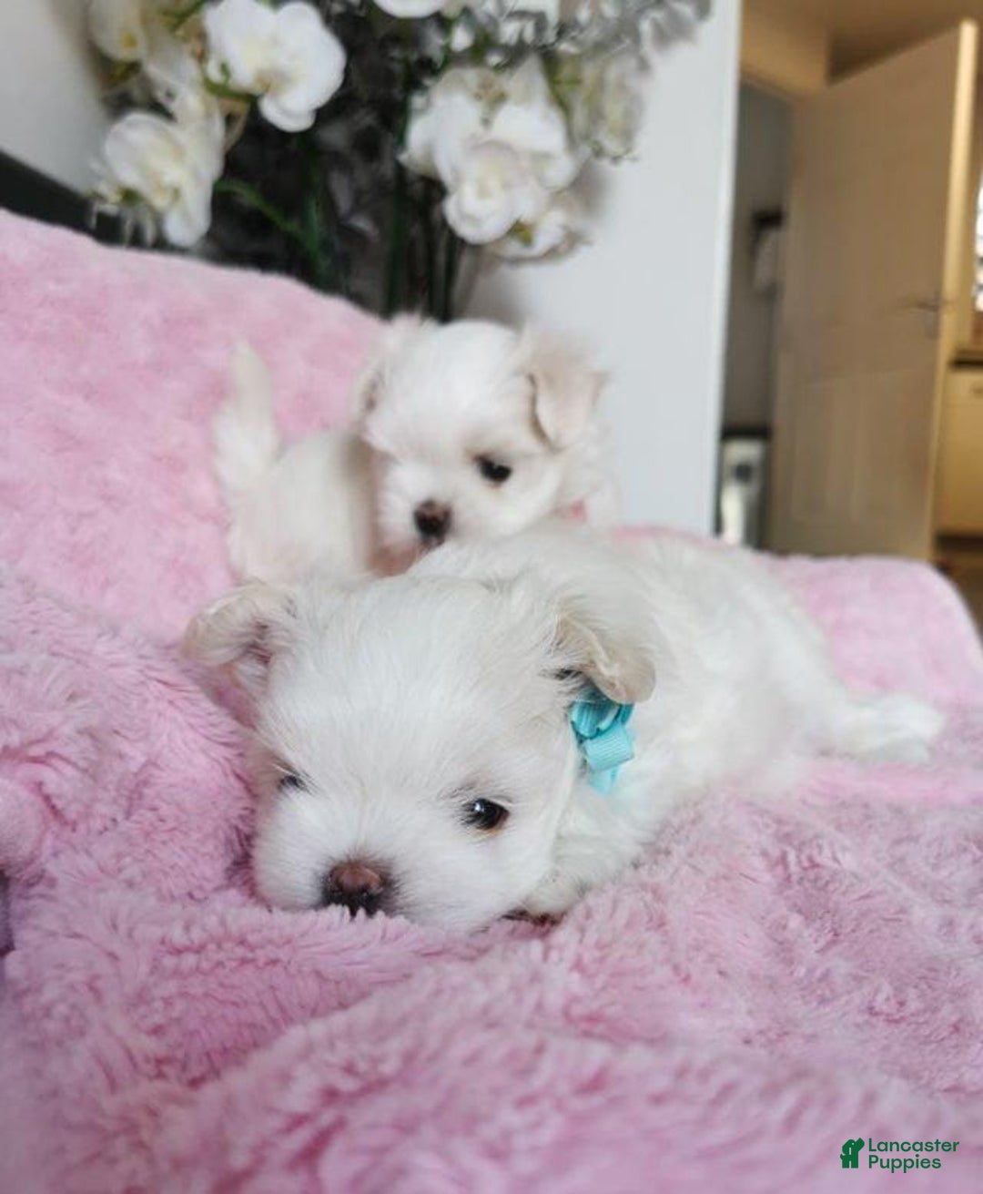 Maltese dogs for sale: Reece - Image 6