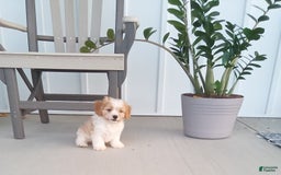 Cavachon dogs for sale: Silas - Image 1