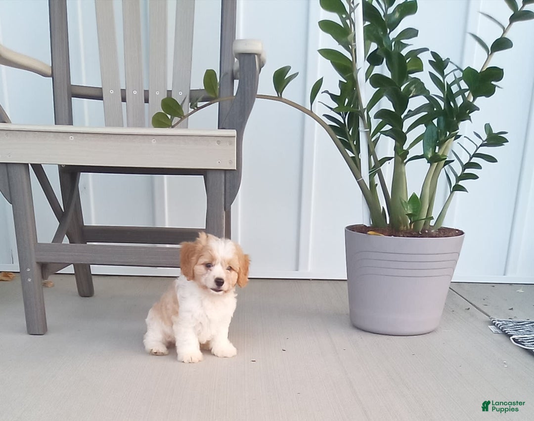 Cavachon dogs for sale: Silas - Image 1