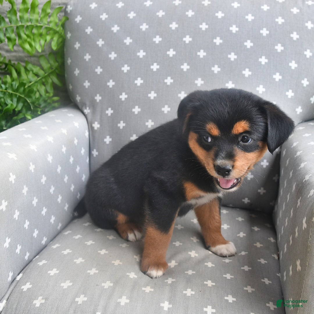 Shiba Inu dogs for sale: Elsa - Image 4