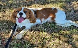 Cavalier King Charles Spaniel dogs for sale: Drake small Blenheim colored male - Image 17
