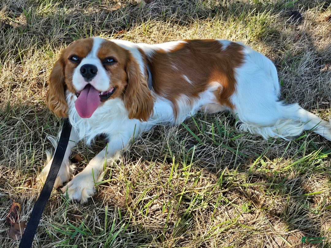 Cavalier King Charles Spaniel dogs for sale: Drake small Blenheim colored male - Image 17