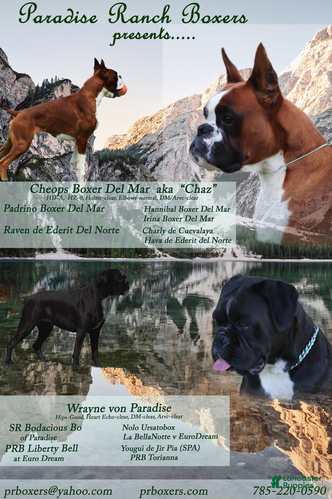 Boxer dogs for sale: Blue Collar Male - Image 2