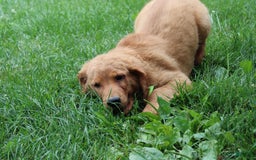 Golden Retriever dogs for sale: Gunther - Image 26