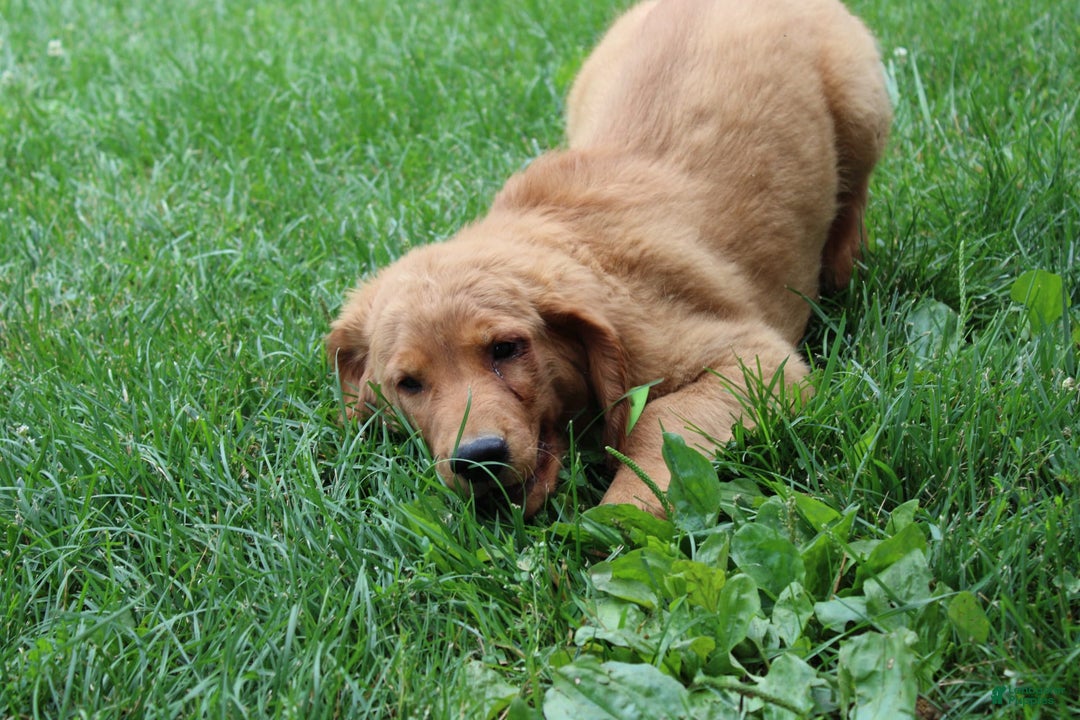 Golden Retriever dogs for sale: Gunther - Image 26