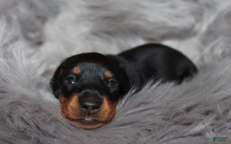 Dachshund dogs for sale: Raven Boy 1 - Image 7