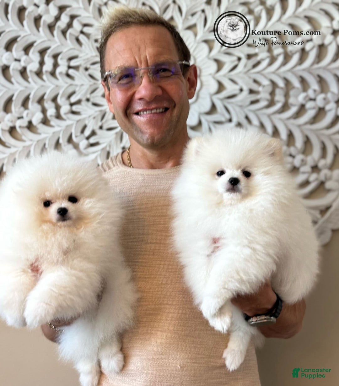 Pomeranian dogs for sale: Lola - Image 11