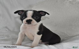 Boston Terrier dogs for sale: Bingo - Image 1