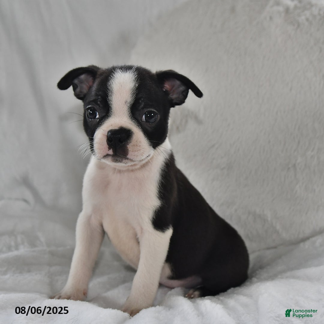 Boston Terrier dogs for sale: Bingo - Image 1