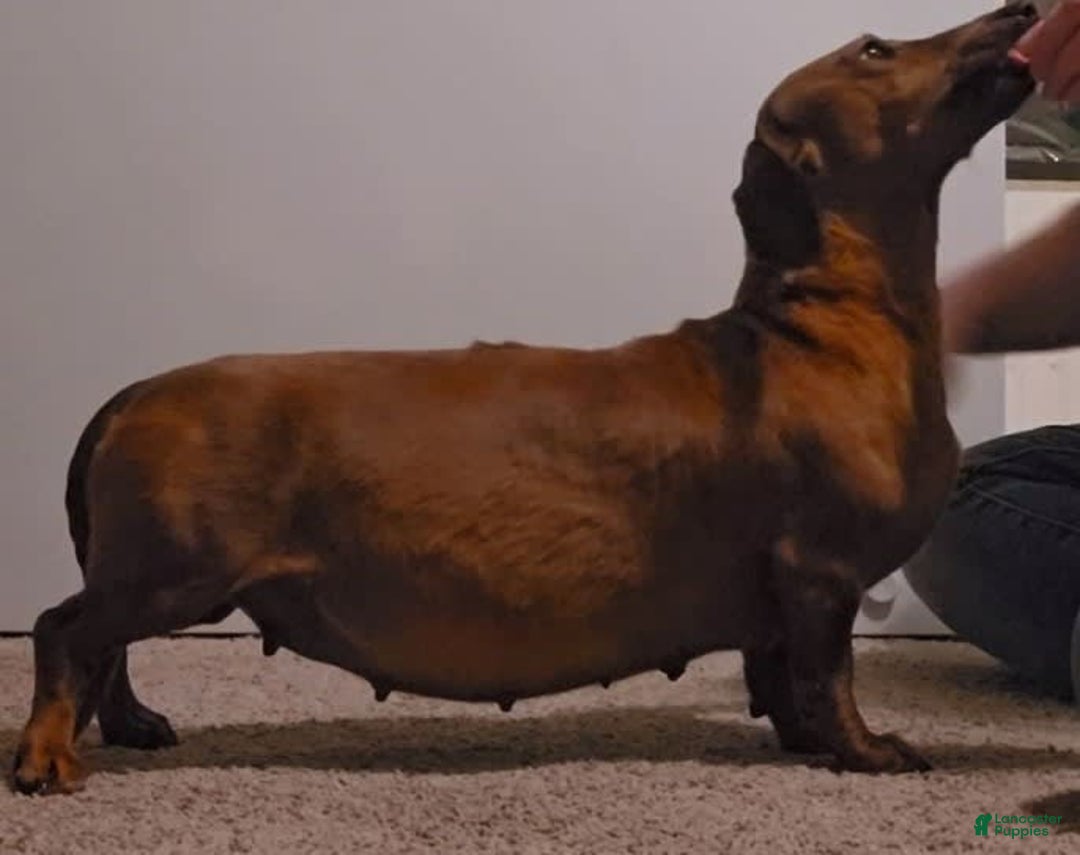 Dachshund dogs for sale: Akc Dolly - Image 8