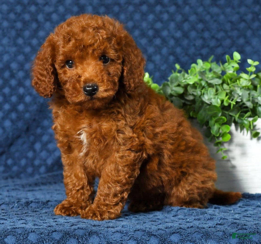 Cavapoo dogs for sale: Franklin - Image 8