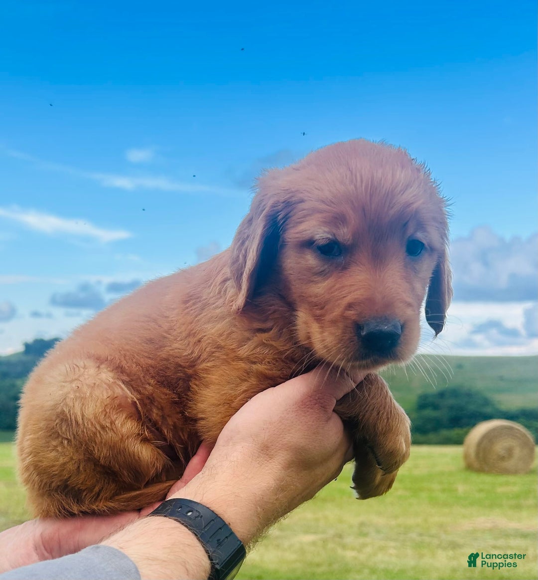 Golden Retriever dogs for sale: Meadow - Image 13