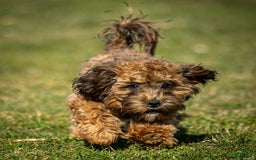 Shihpoo dogs for sale: Doc - Image 1